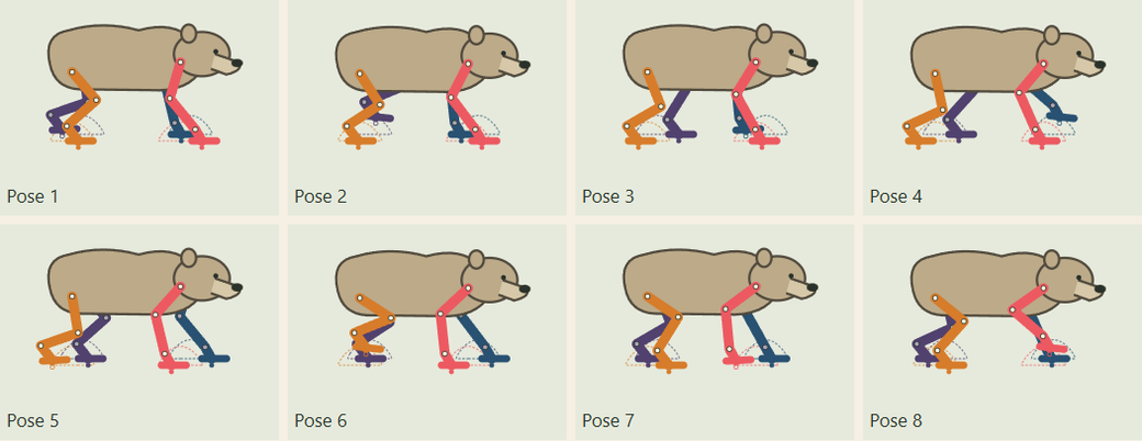 Eight-pose bear-proportioned walking model: shorter legs, lower hind attachments, broad flat soles, same four-color limb identity scheme.